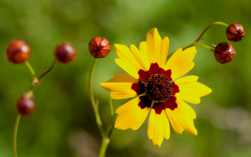 Golden Tickseed Flower - Flowers That Look Like Sunflowers