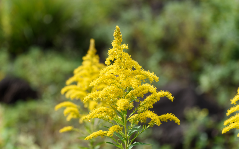 Goldenrod Flower - Yellow Flowers Name