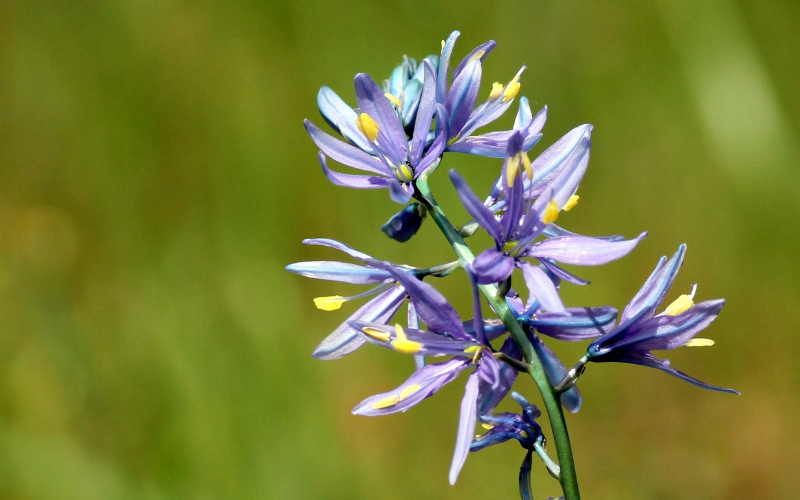 Great Camas Flower -  Flowers Name Starting with G