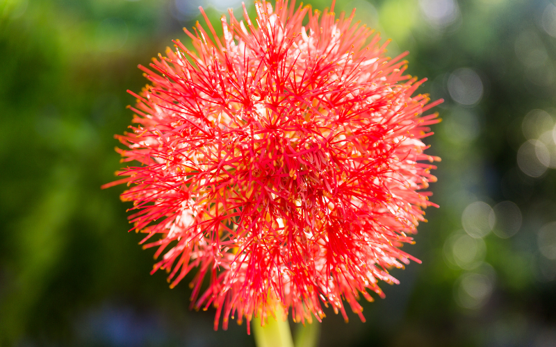 Haemanthus Flower - Flowers Name Starting with H