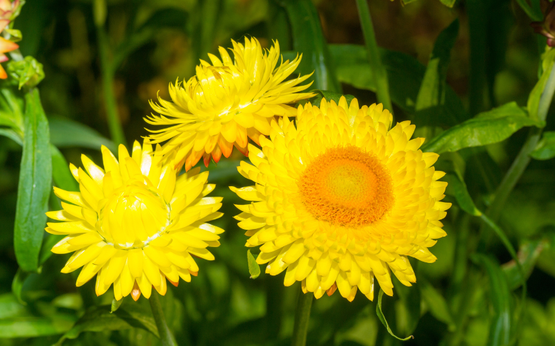 Helichrysum Flower - Flowers Name Starting with H