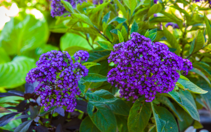 Heliotrope Flower - Flowers Name Starting with H