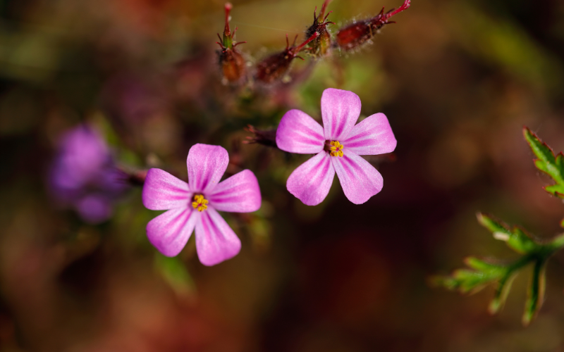 Herb Robert Flower - Flowers Name Starting with H