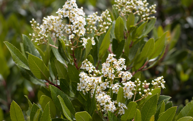 Toyon flower - 