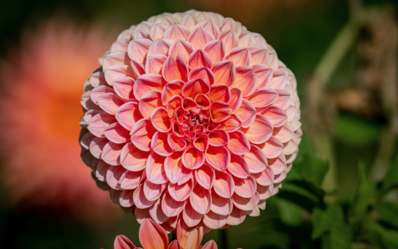 Hillcrest Suffusion Dahlia Flower - Pink Flowers Name
