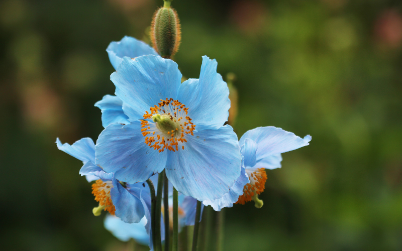 Blue Poppy Flower -  Flowers Name Starting with B