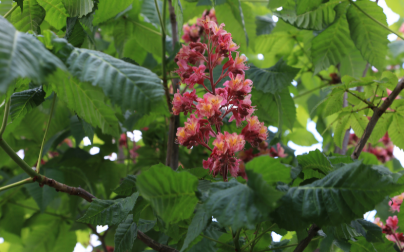 Horse Chestnut Flower - Flowers Name Starting with H