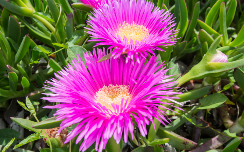 Hottentot Fig Flower - Flowers Name Starting with H
