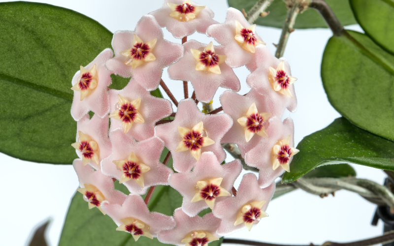 Hoya Flower - Flowers Name Starting with H