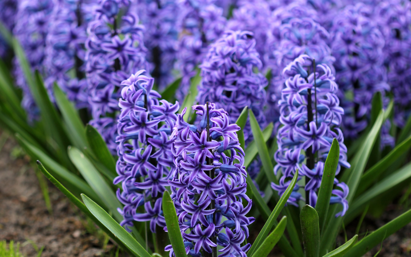 Hyacinth Flower - Blue Flowers Name with Pictures