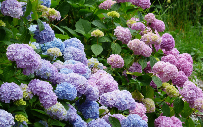 Hydrangea Flower - Flowers Name Starting with H