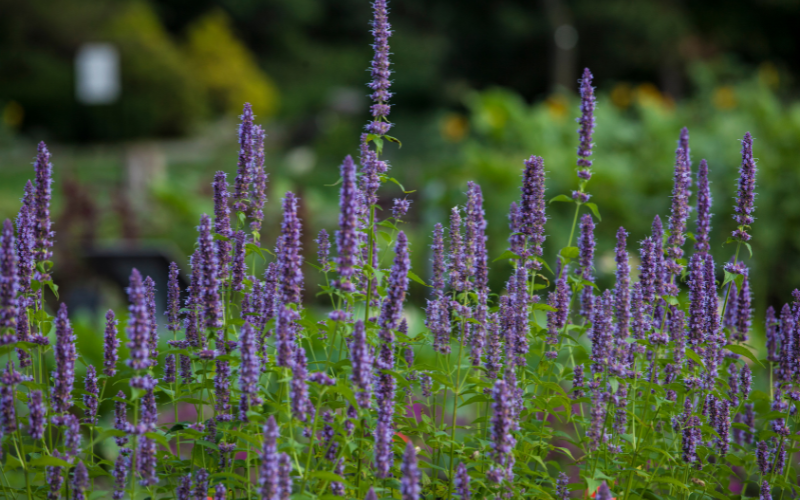 Hyssop Flower- Flowers Name Starting with H