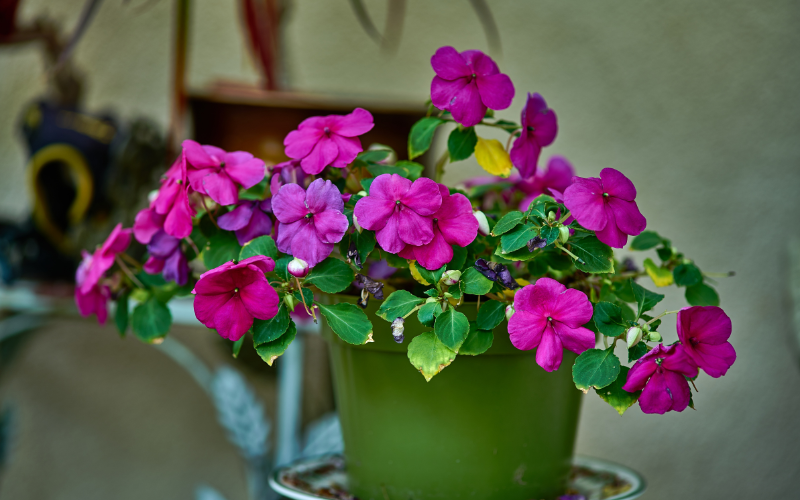 Impatiens  Flower - Flowers for Hanging Baskets in Shade
