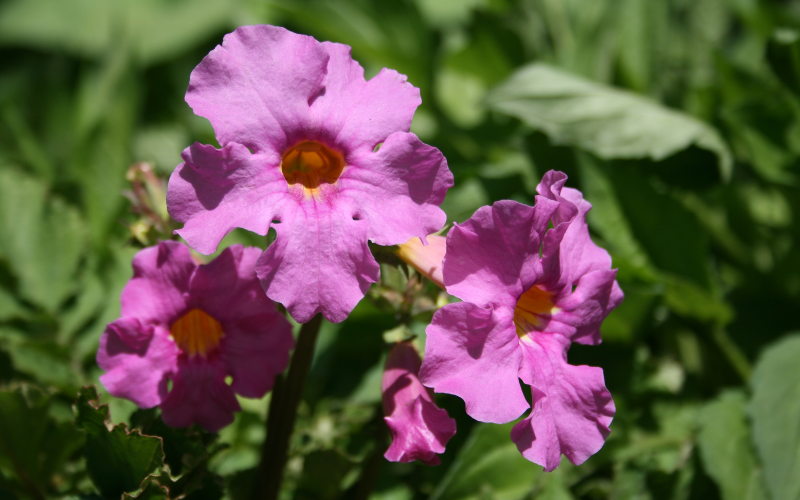 Incarvillea Flower - Flowers Name Starting with I