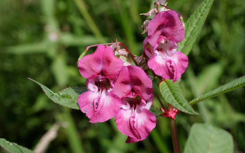 Indian Balsam Flower -Flowers Name Starting with I