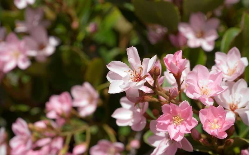 Indian Hawthorn Flower -  Flowers Name Starting with I