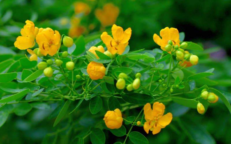 Indian Senna Flower -  Flowers Name Starting with I