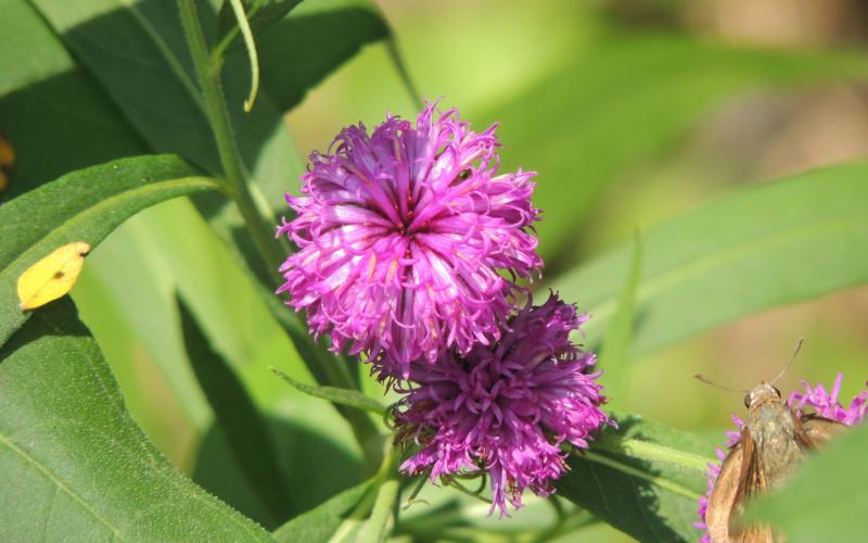 Ironweed Flower - Flowers Name Starting with I