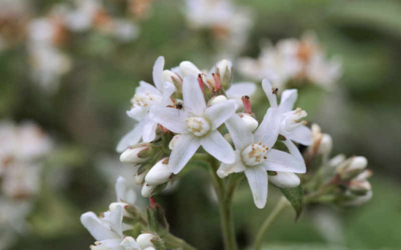 Jamesia Americana (Waxflower) - Flowers Name Starting with J