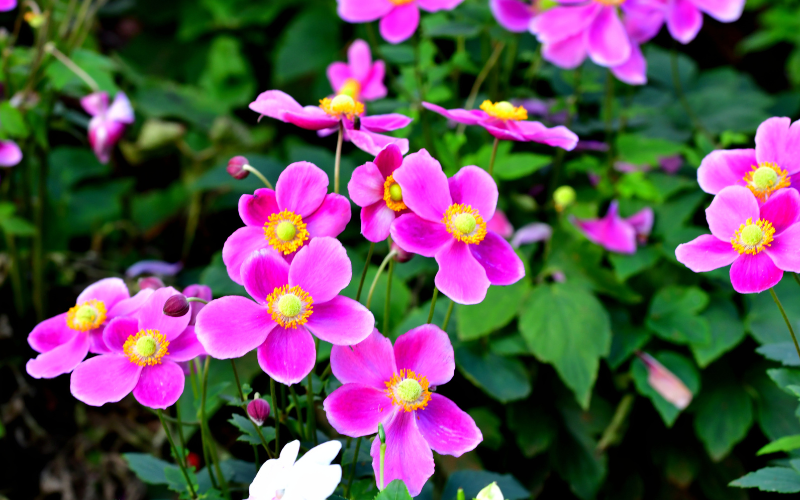 Japanese Anemone Flower - Flowers Name Starting with J