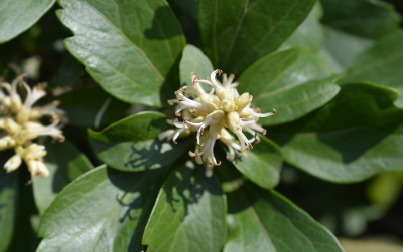 Japanese Pachysandra Flower - Flowers Name Starting with J