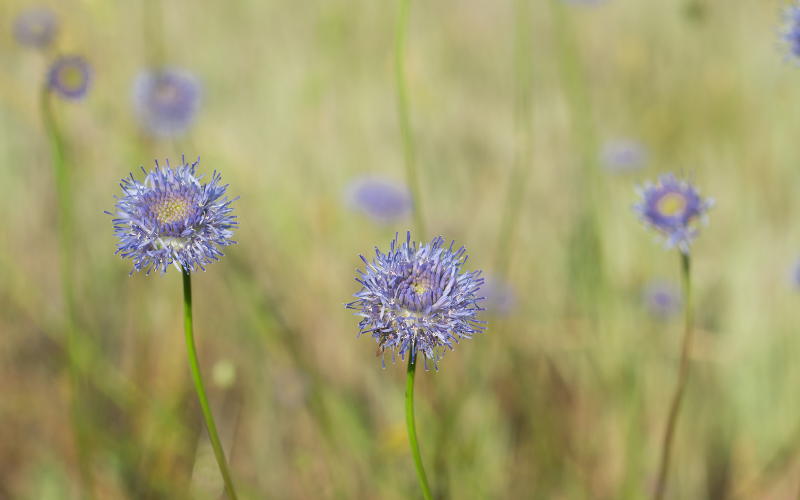Jasione Flower - Flowers Name Starting with J