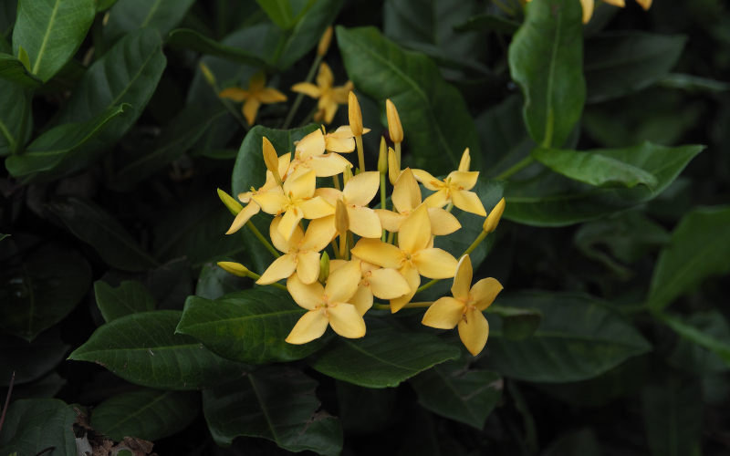 Jungle Geranium Flower - Yellow Flowers Name