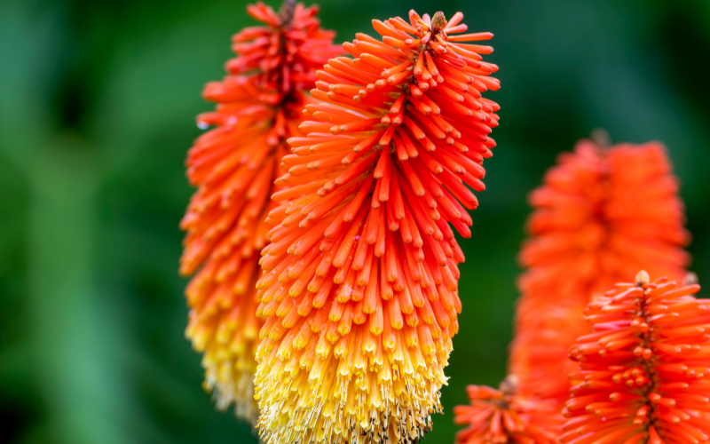 Kniphofia-Rooperi Flower - Flowers Name Starting with K