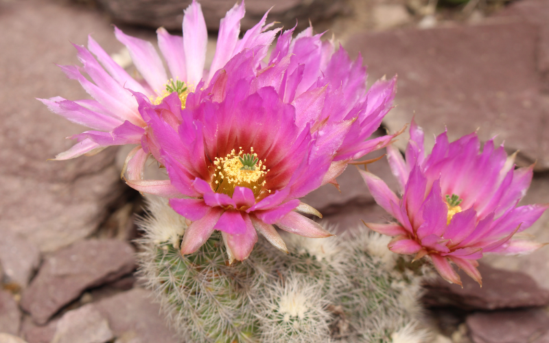 Lady Finger Cactus Flower - Flowers Name Starting with L 