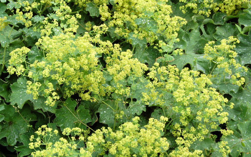 Lady’s Mantle Flower - Green Flowers Name