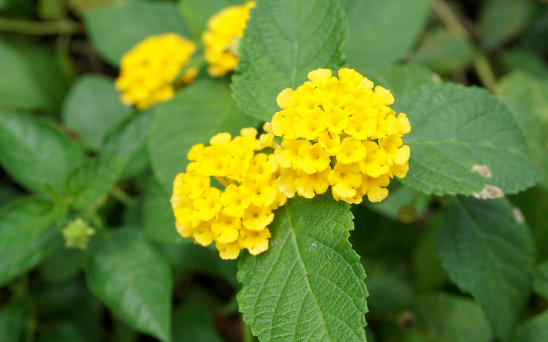 Lantana Flower - Yellow Flowers Name