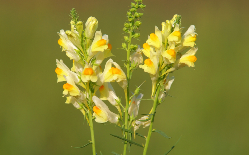 Linaria Flower - Flowers Name Starting with L