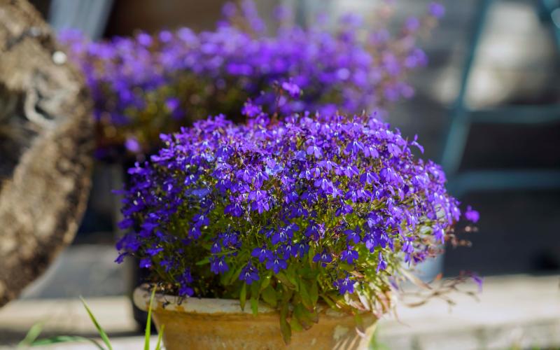 Lobelia Flower - Flowers for Hanging Baskets in Shade