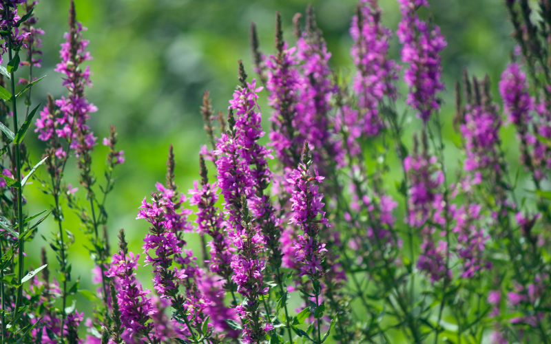 Loosestrife Flower - Flowers Name Starting with L