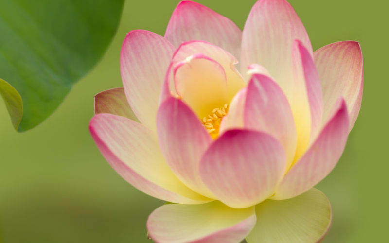 Lotus Nelumbo nucifera Flower - Flowers Name Starting with L