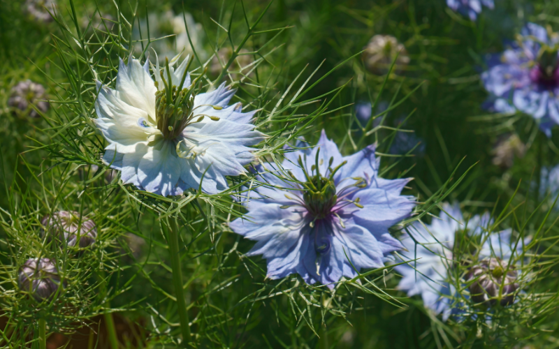 Love-in-a-Mist Flower - Flowers Name Starting with L