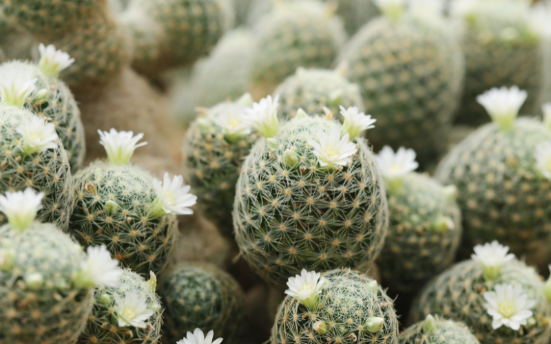 Texas Nipple Cactus Flower - Flowers Name Starting with T