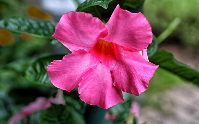 Mandevilla Flower -  Flowers Name Starting with M
