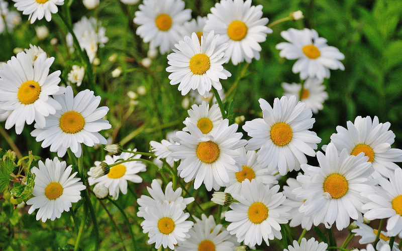 Daisy flower - White Flowers Name