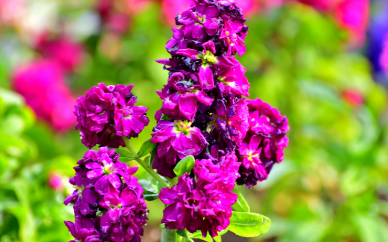 Matthiola flower- Flowers Name Starting with M