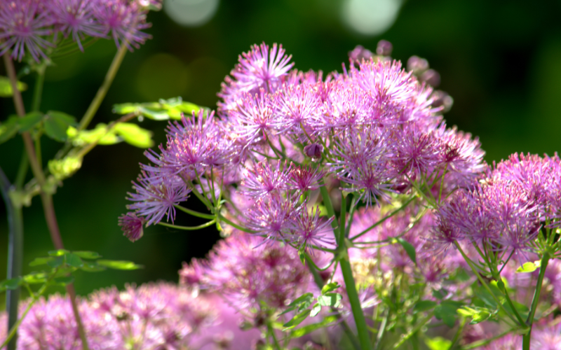 Meadow Rue Flower - Flowers Name Starting with M