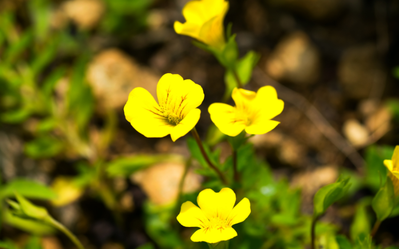 Mecardonia Flower - Yellow Flowers Name