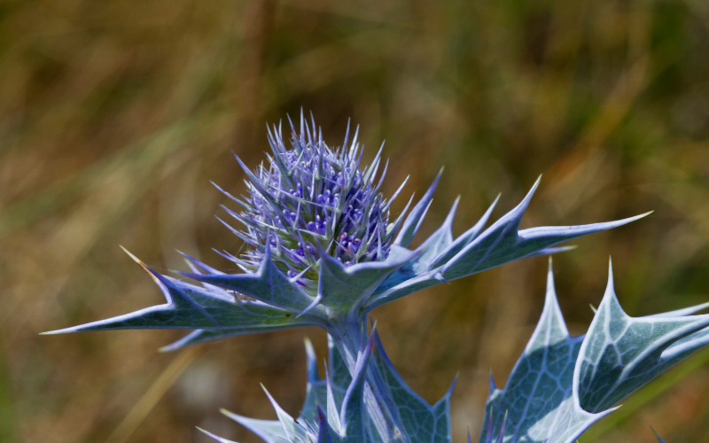 Mediterranean Sea Holly Flower - Flowers Name Starting with M