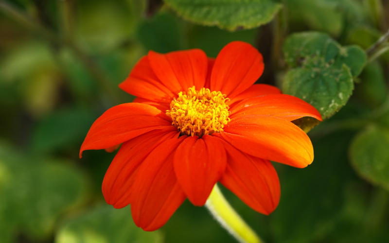 Mexican Sunflower - Orange Flowers Name