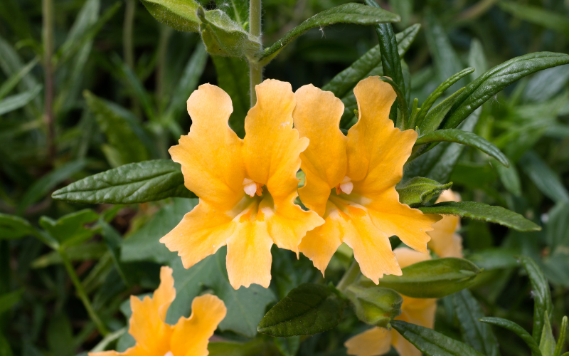 Monkey Flowers - Flowers for Hanging Baskets in Shade