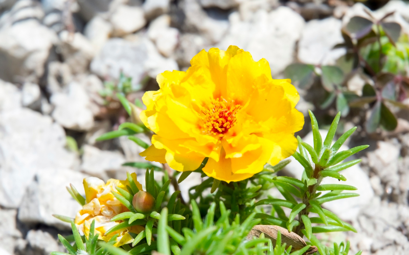 Moss Rose Flower - Yellow Flowers Name