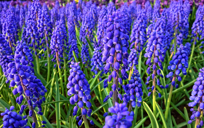 Muscari Flower - Flowers Name Starting with M