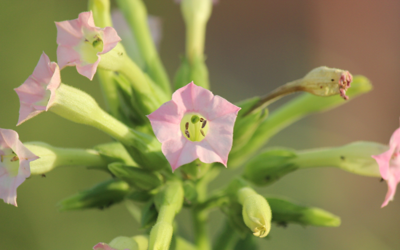 Nicotiana Flower - Flowers Name Starting with N