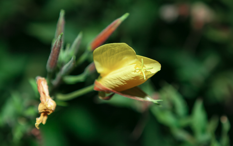 Night-Blooming Jasmine Flower - Yellow Flowers Name