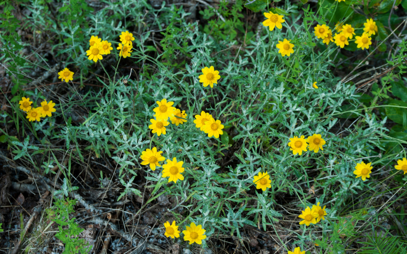 Oregon Sunshine Flower - Flowers Name Starting with O 